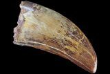 Serrated, Carcharodontosaurus Tooth - Beautiful Enamel #85783-2